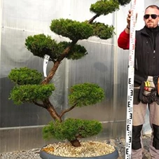 Juniperus chin.'Kaizuka', Gartenbonsai NPbkN16 - 160