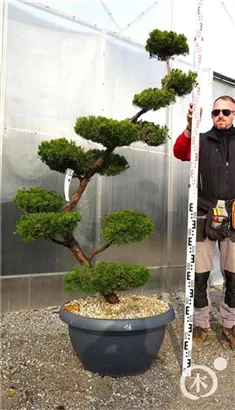 Strauchwacholder 'Kaizuka' - Juniperus chin.'Kaizuka'