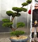 Strauchwacholder 'Kaizuka' - Juniperus chin.'Kaizuka'