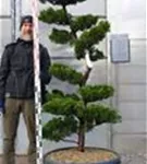 Strauchwacholder 'Kaizuka' - Juniperus chin.'Kaizuka'