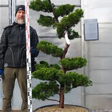 Juniperus chin.'Kaizuka', Gartenbonsai NPbkN6 - 180