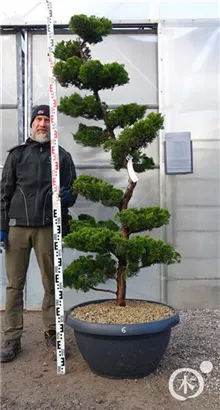 Strauchwacholder 'Kaizuka' - Juniperus chin.'Kaizuka'