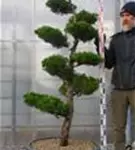 Strauchwacholder 'Kaizuka' - Juniperus chin.'Kaizuka'