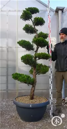 Strauchwacholder 'Kaizuka' - Juniperus chin.'Kaizuka'