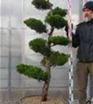 Strauchwacholder 'Kaizuka' - Juniperus chin.'Kaizuka'