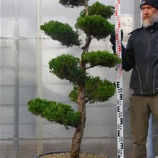Juniperus chin.'Kaizuka', Gartenbonsai NPbkN4 - 180