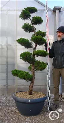 Strauchwacholder 'Kaizuka' - Juniperus chin.'Kaizuka'