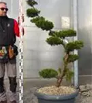 Strauchwacholder 'Kaizuka' - Juniperus chin.'Kaizuka'