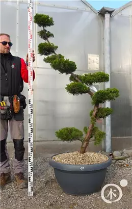 Strauchwacholder 'Kaizuka' - Juniperus chin.'Kaizuka'