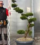 Strauchwacholder 'Kaizuka' - Juniperus chin.'Kaizuka'