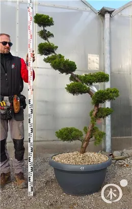 Strauchwacholder 'Kaizuka' - Juniperus chin.'Kaizuka'
