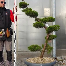 Juniperus chin.'Kaizuka', Gartenbonsai NPbkN17 - 160