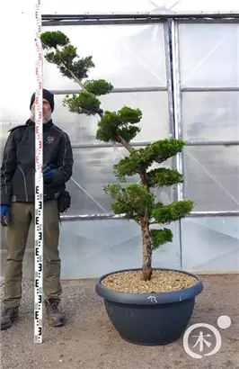 Strauchwacholder 'Kaizuka' - Juniperus chin.'Kaizuka'