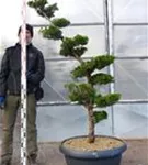 Strauchwacholder 'Kaizuka' - Juniperus chin.'Kaizuka'