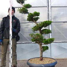 Juniperus chin.'Kaizuka', Gartenbonsai NPbkN13 - 160