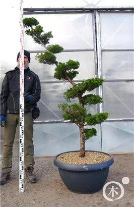 Strauchwacholder 'Kaizuka' - Juniperus chin.'Kaizuka'