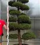 Strauchwacholder 'Kaizuka' - Juniperus chin.'Kaizuka'