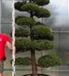 Strauchwacholder 'Kaizuka' - Juniperus chin.'Kaizuka'
