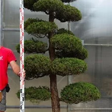 Juniperus chin.'Kaizuka', Gartenbonsai M1 - 250