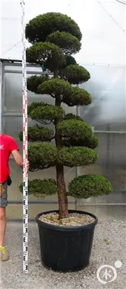 Strauchwacholder 'Kaizuka' - Juniperus chin.'Kaizuka'