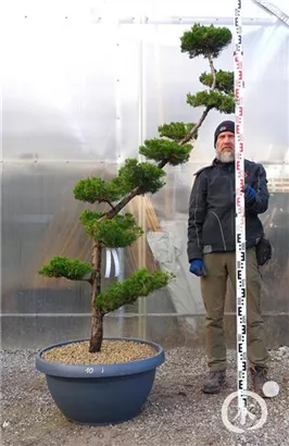 Strauchwacholder 'Kaizuka' - Juniperus chin.'Kaizuka'