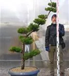 Strauchwacholder 'Kaizuka' - Juniperus chin.'Kaizuka'