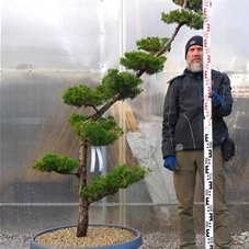 Juniperus chin.'Kaizuka', Gartenbonsai NPbkN10 - 170