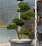 Strauchwacholder 'Kaizuka' - Juniperus chin.'Kaizuka'