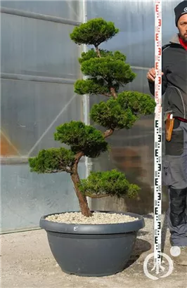 Strauchwacholder 'Kaizuka' - Juniperus chin.'Kaizuka'