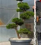 Strauchwacholder 'Kaizuka' - Juniperus chin.'Kaizuka'