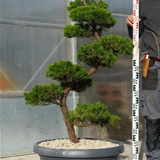 Juniperus chin.'Kaizuka', Gartenbonsai NPbkE - 140
