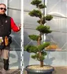 Strauchwacholder 'Kaizuka' - Juniperus chin.'Kaizuka'