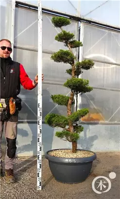 Strauchwacholder 'Kaizuka' - Juniperus chin.'Kaizuka'