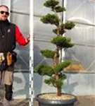 Strauchwacholder 'Kaizuka' - Juniperus chin.'Kaizuka'