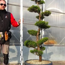Juniperus chin.'Kaizuka', Gartenbonsai NPbkN14bis - 160