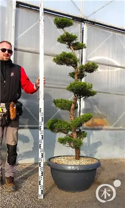 Strauchwacholder 'Kaizuka' - Juniperus chin.'Kaizuka'