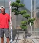 Strauchwacholder 'Kaizuka' - Juniperus chin.'Kaizuka'