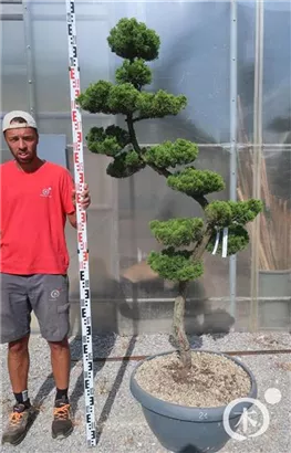 Strauchwacholder 'Kaizuka' - Juniperus chin.'Kaizuka'