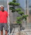 Strauchwacholder 'Kaizuka' - Juniperus chin.'Kaizuka'