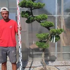 Juniperus chin.'Kaizuka', Gartenbonsai NPbkN21 - 190