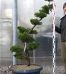Strauchwacholder 'Kaizuka' - Juniperus chin.'Kaizuka'