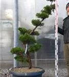 Strauchwacholder 'Kaizuka' - Juniperus chin.'Kaizuka'