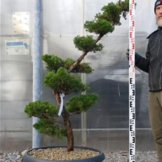 Juniperus chin.'Kaizuka', Gartenbonsai NPbkN3 - 170