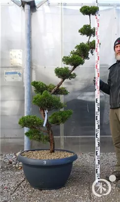 Strauchwacholder 'Kaizuka' - Juniperus chin.'Kaizuka'