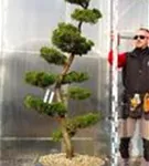 Strauchwacholder 'Kaizuka' - Juniperus chin.'Kaizuka'