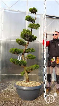 Strauchwacholder 'Kaizuka' - Juniperus chin.'Kaizuka'