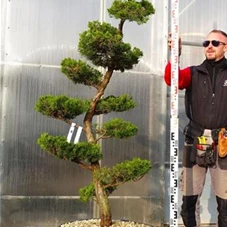 Juniperus chin.'Kaizuka', Gartenbonsai NPbkN15 - 160