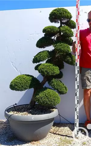 Juniperus chin.'Kishu'