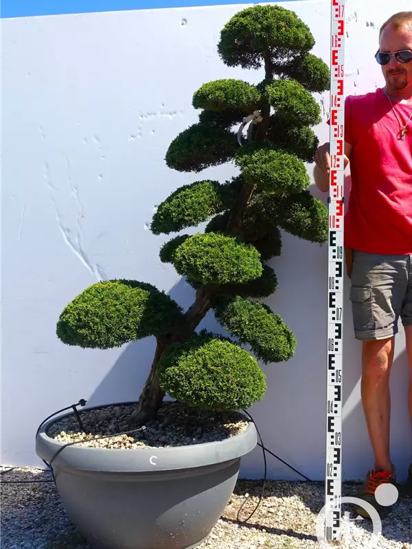 Juniperus chin.'Kishu'