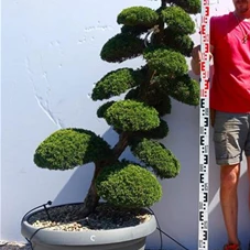 Juniperus chin.'Kishu', Gartenbonsai K16C - 130
